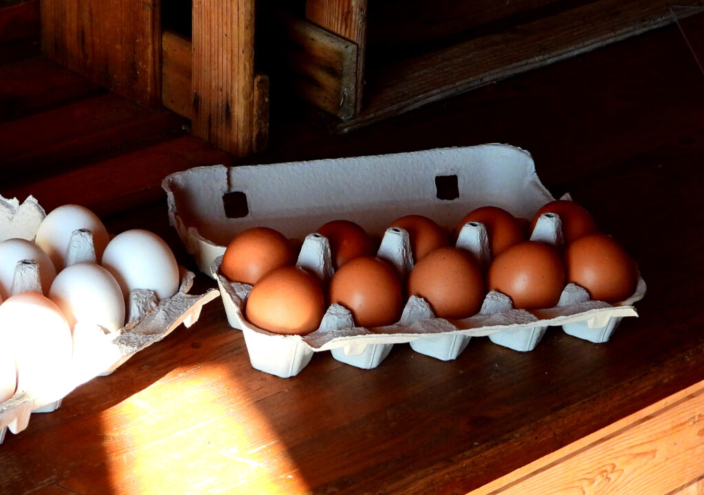 frische Eier